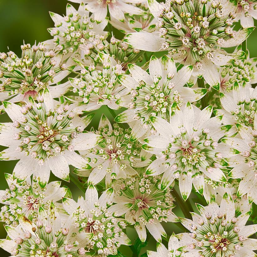 Masterwort - Astrantia major &