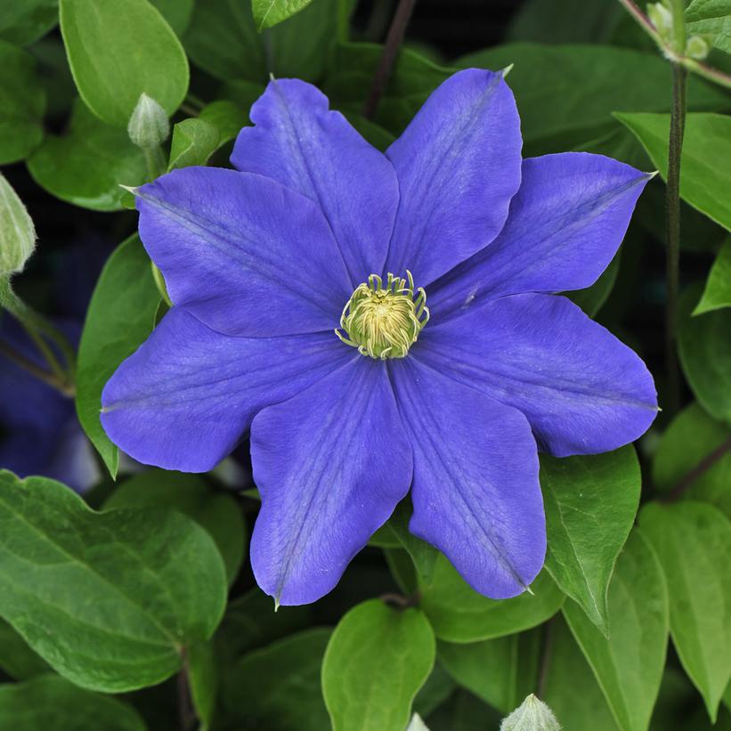 Fujimusume Clematis