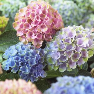 Hokomarevo Magical Revolution Hydrangea