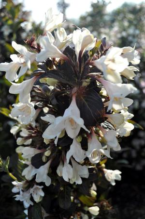 Velda Tuxedo™ Weigela