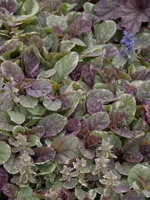 Burgundy Glow Bugleweed