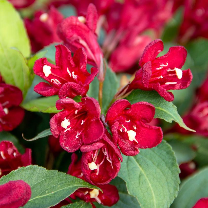 Maroon Swoon® Weigela