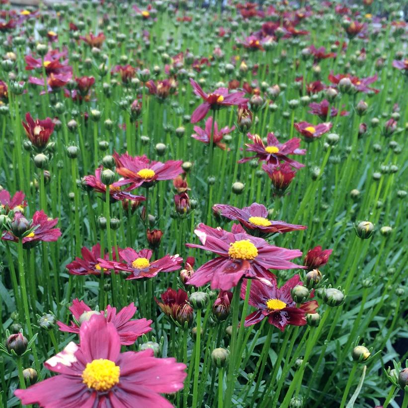 Tickseed - Coreopsis x &