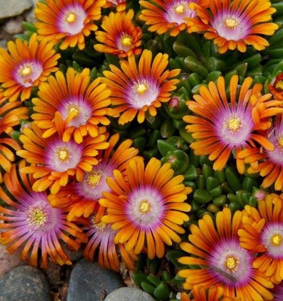 Fire Spinner® Ice Plant