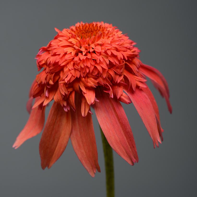 Mandarin Coneflower