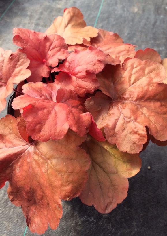 Fire Alarm Coral Bells, Alum Root