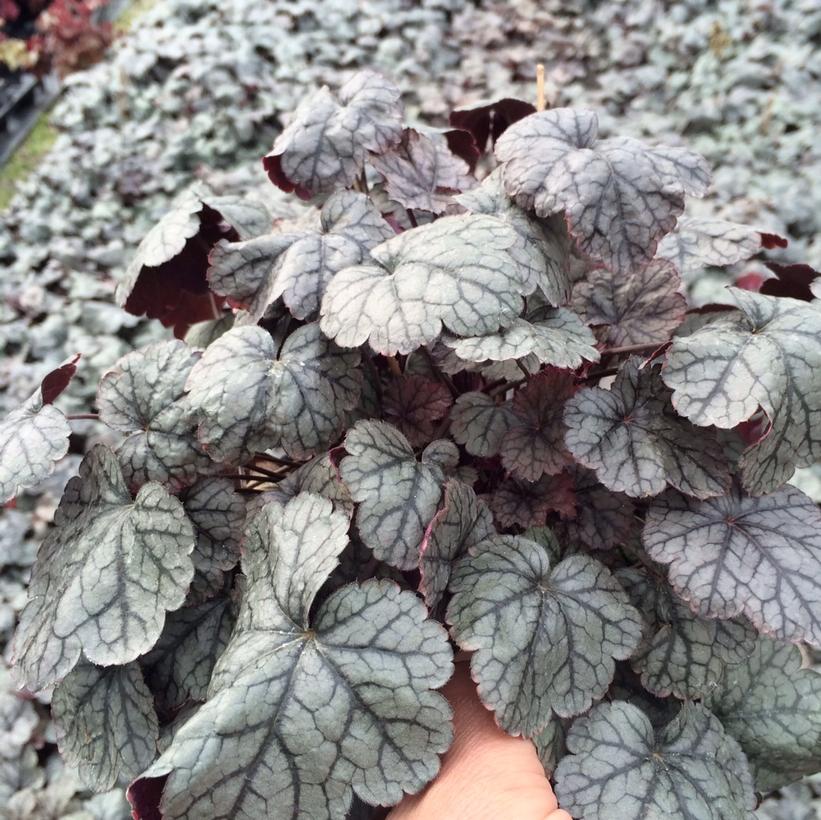 Silver Scrolls Coral Bells, Alum Root