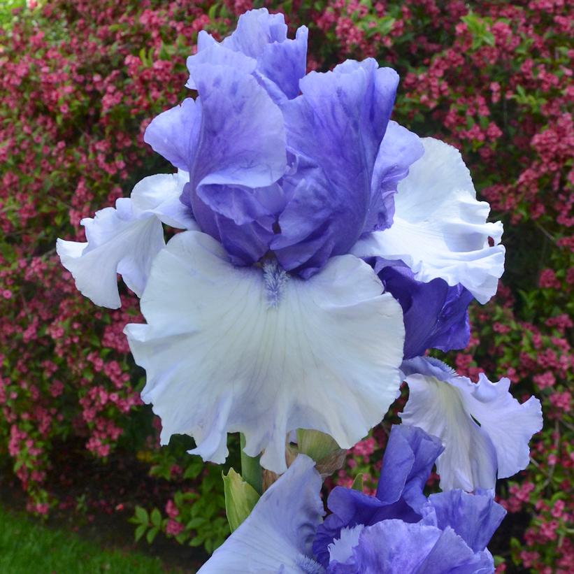 Tall Bearded Iris - Iris germanica &