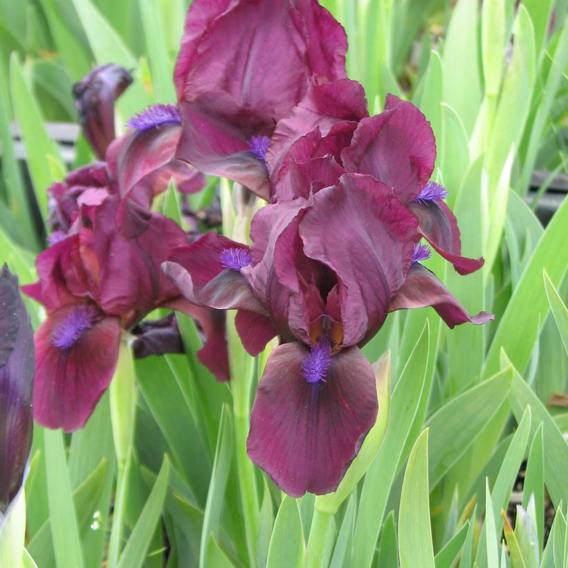 Cherry Garden Standard Dwarf Bearded Iris