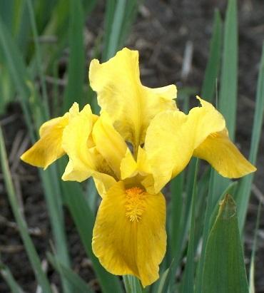 Gleaming Gold Standard Dwarf Bearded Iris