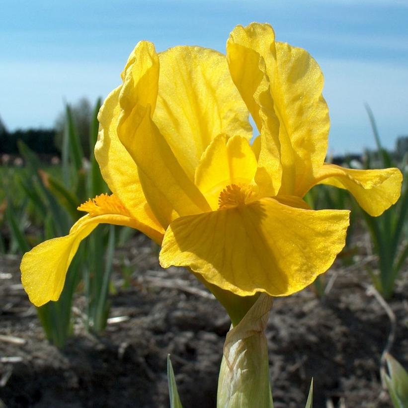 Orange Caper Standard Dwarf Bearded Iris