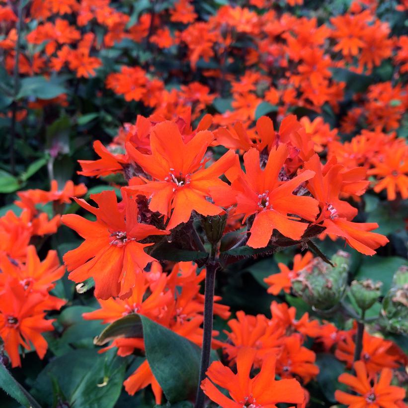 Maltese Cross, Catchfly, Campion