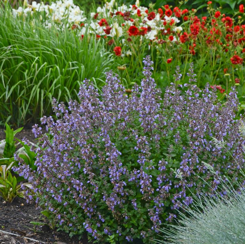 Purrsian Blue Catmint, Catnip
