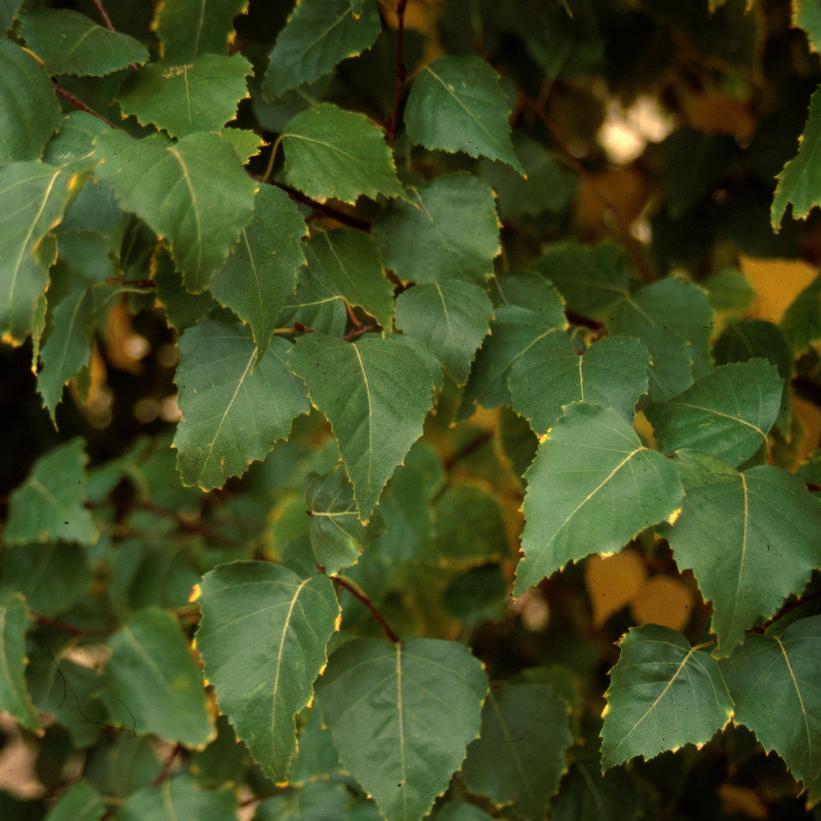 Dakota Pinnacle® Birch