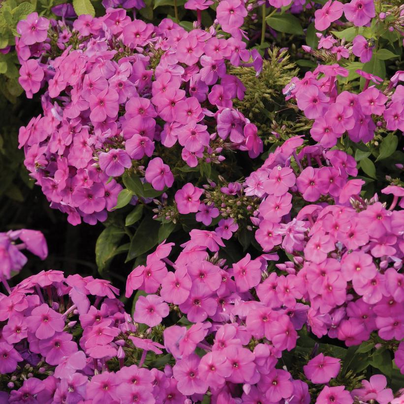 Pink Flame™ Phlox, Garden Phlox
