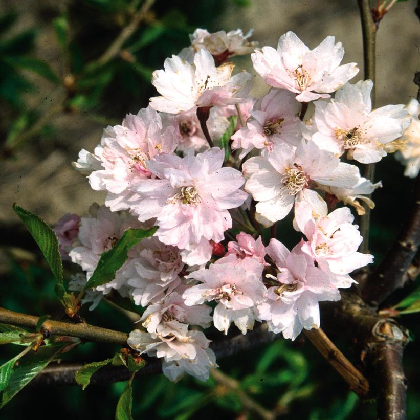 Snow Fountains® Weeping Cherry