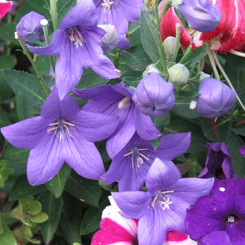 Astra Blue Balloon Flower