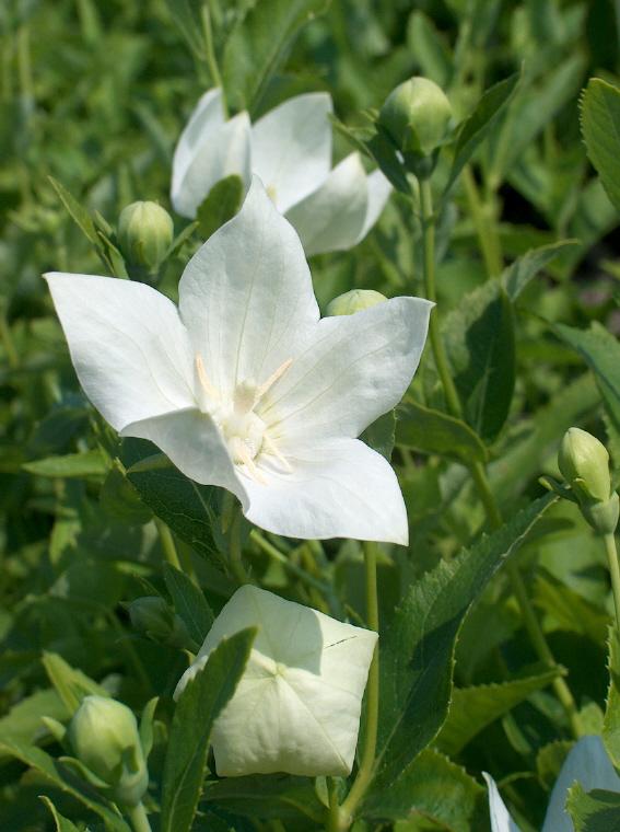 Astra White Balloon Flower