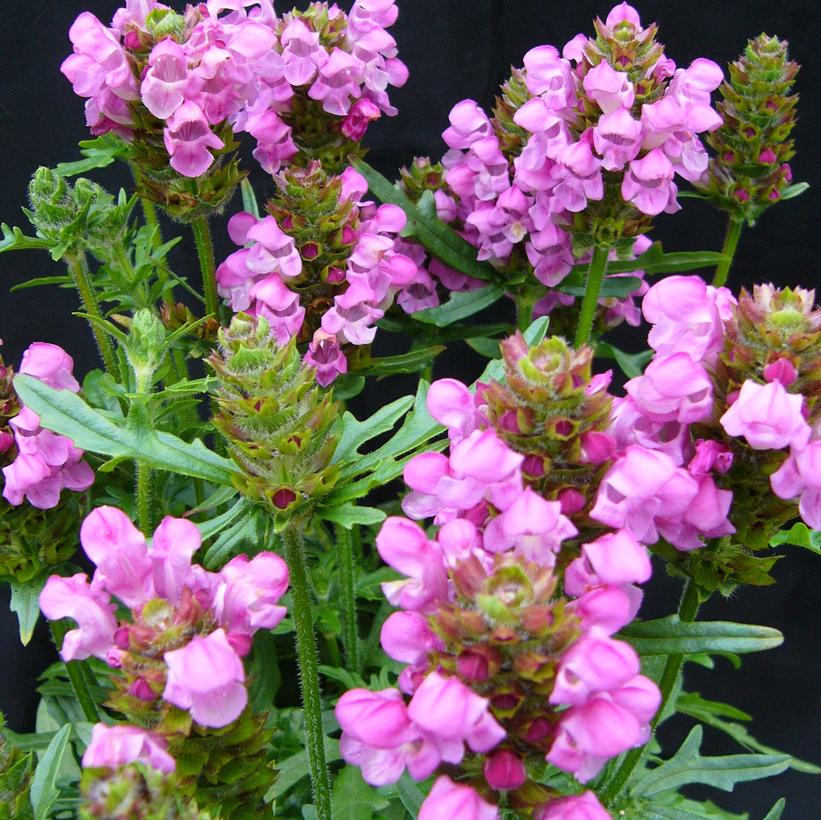 Summer Daze Self-heal