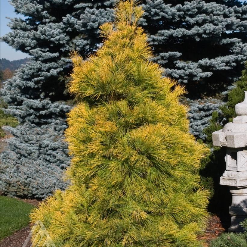 Louie White Pine