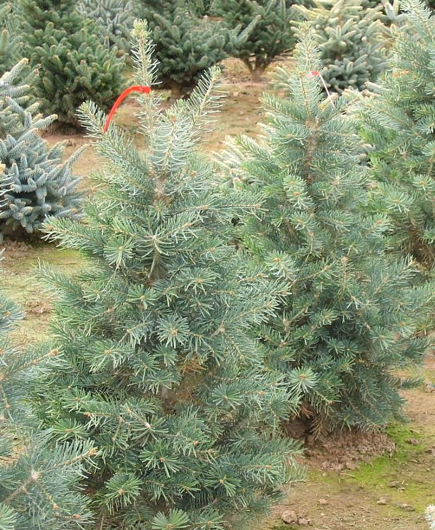 Conica White Fir