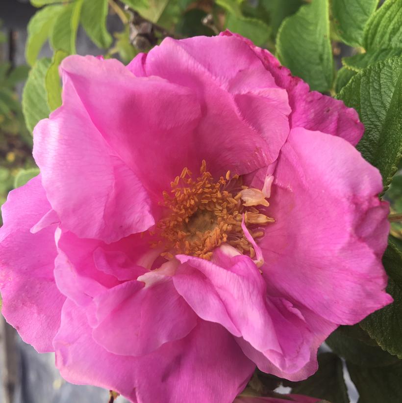 Zwerg Dwarf Pavement Rose