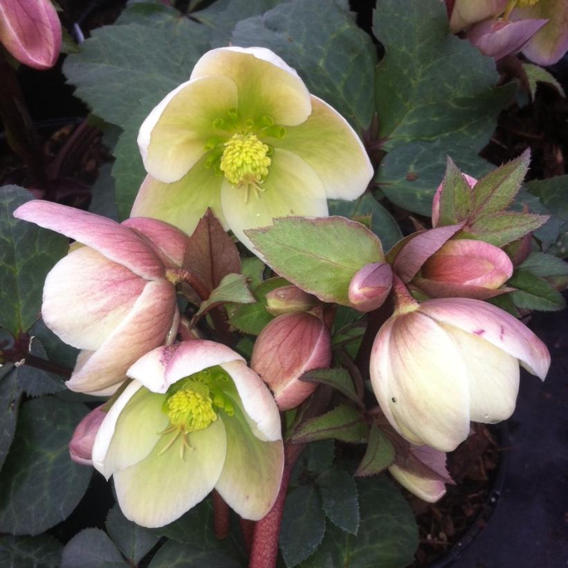 Ivory Prince Lenten Rose, Hellebore