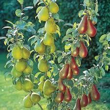Combo Pear