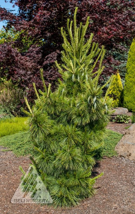 Weithorst Hybrid Pine