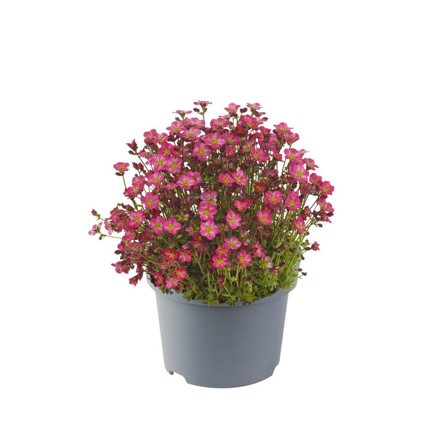 Marto Hot Rose Rockfoil