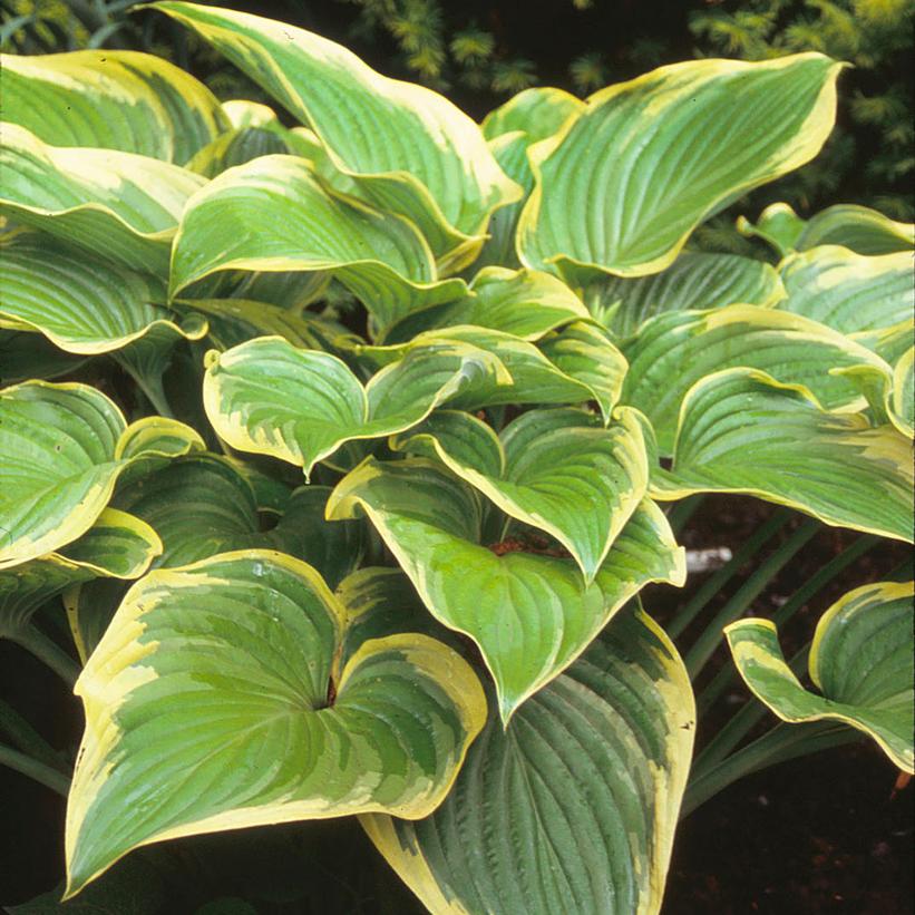 Victory Hosta