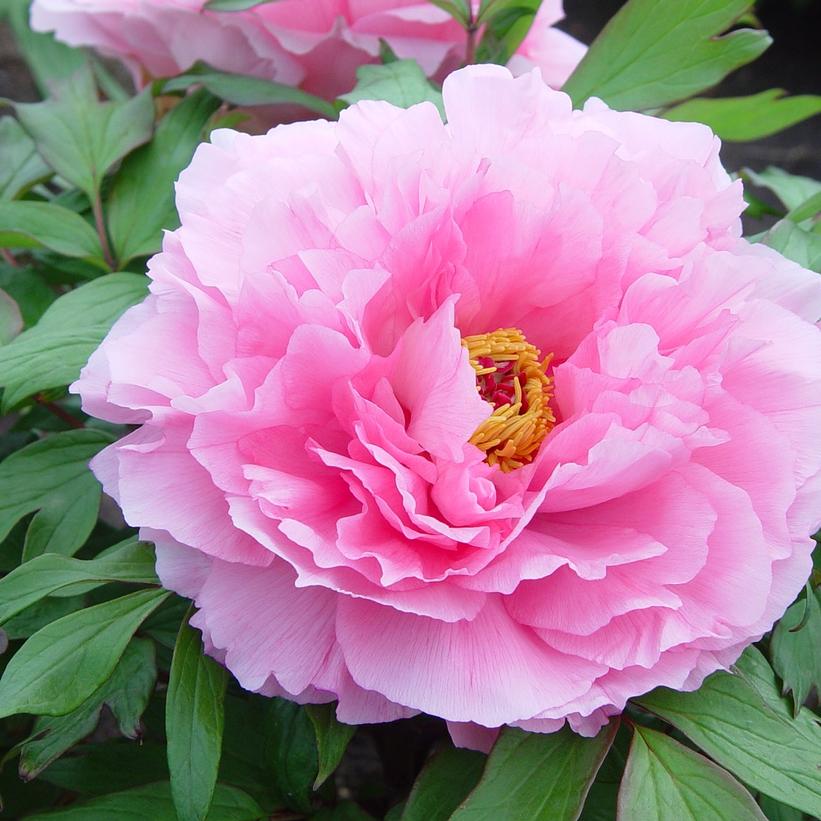 Pink Tree Peony