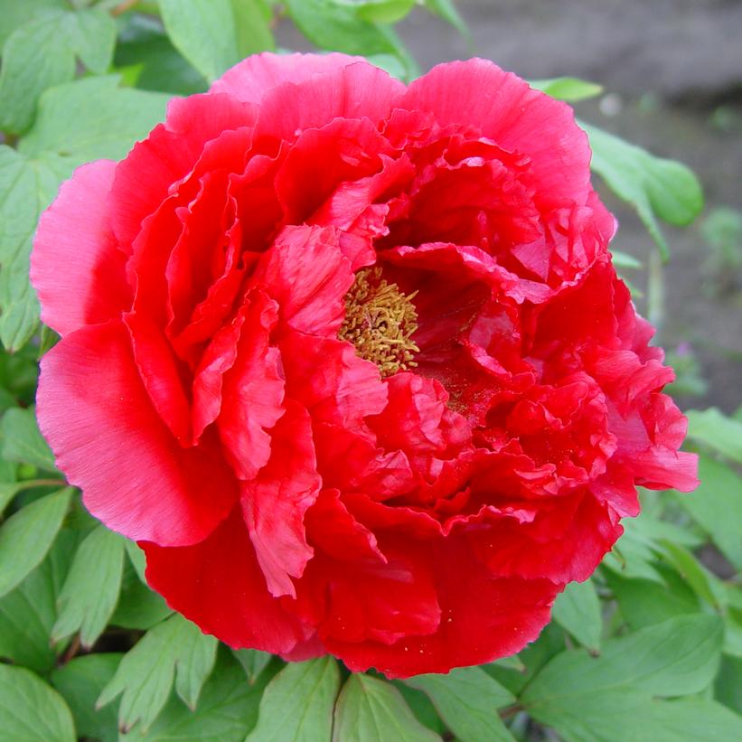 Red Tree Peony
