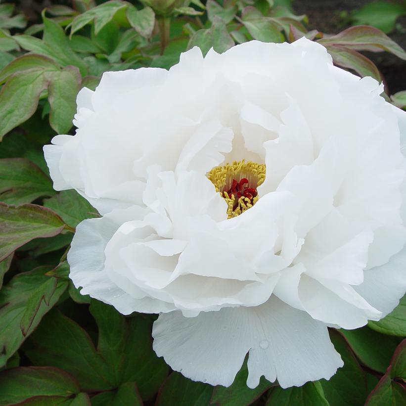 White Tree Peony