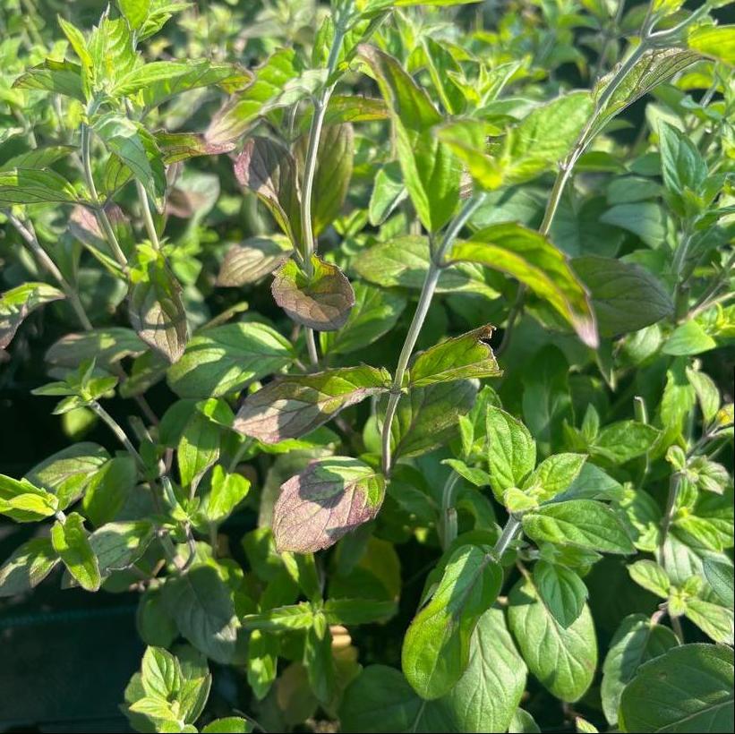 Hoary Mountain Mint, Silverleaf Mountain Mint