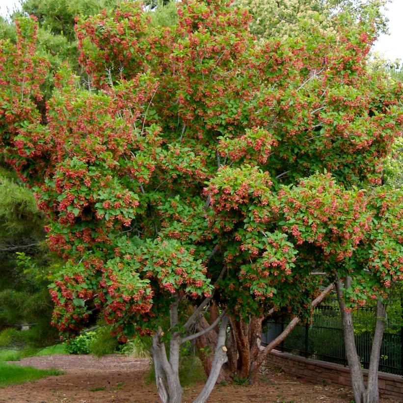 Hot Wings® Tatarian Maple
