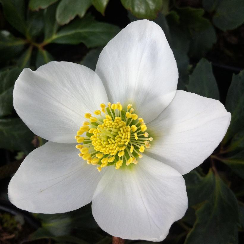 Christmas Rose