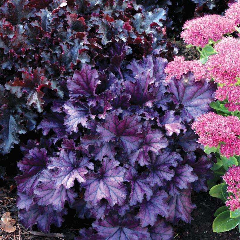 FOREVER® Purple Coral Bells, Alum Root