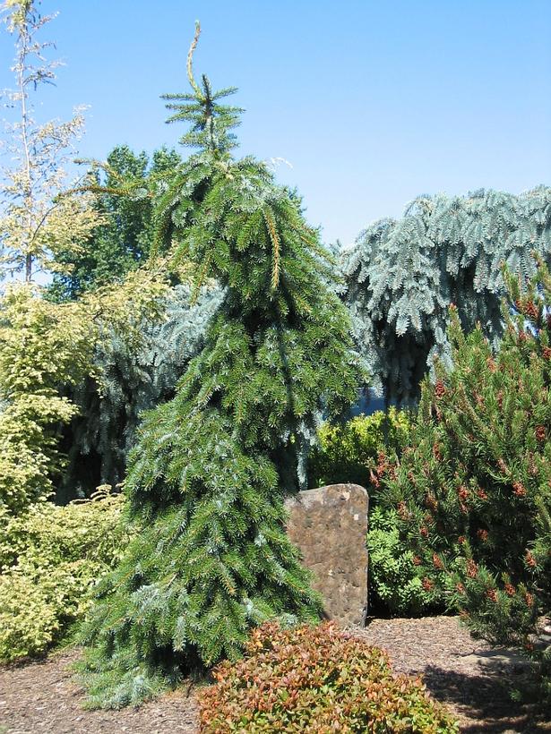 Bruns Weeping Serbian Spruce