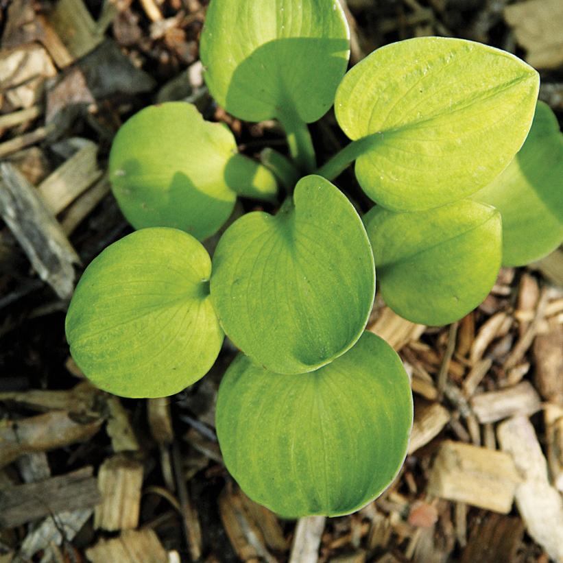 Giantland Sunny Mouse Ears Hosta