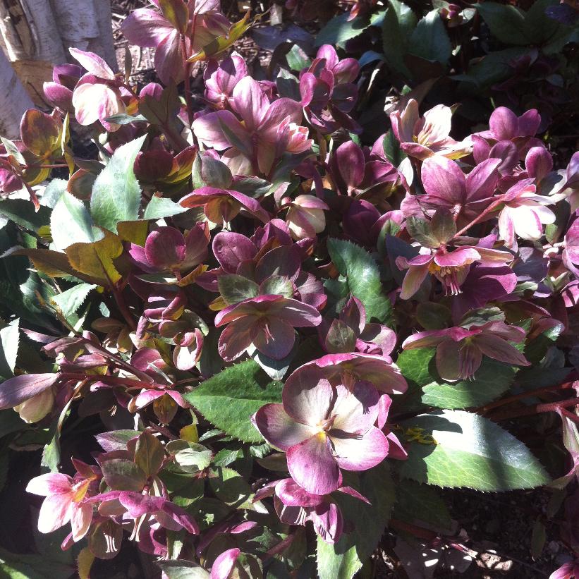Lenten Rose, Hellebore