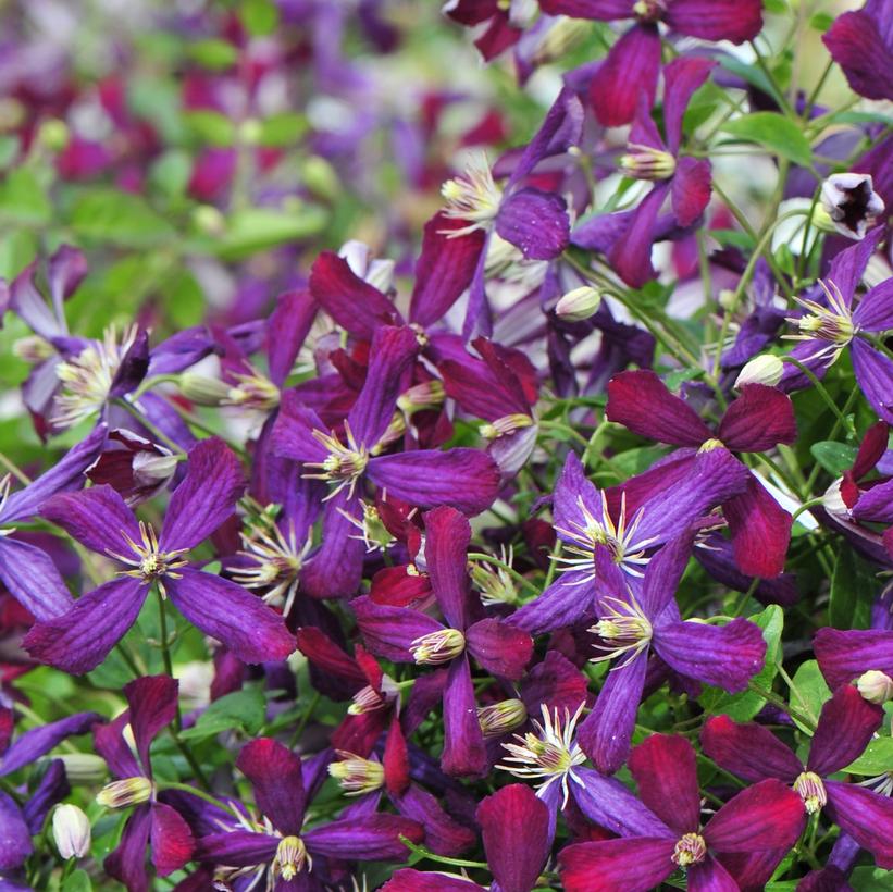 Sweet Summer Love Clematis