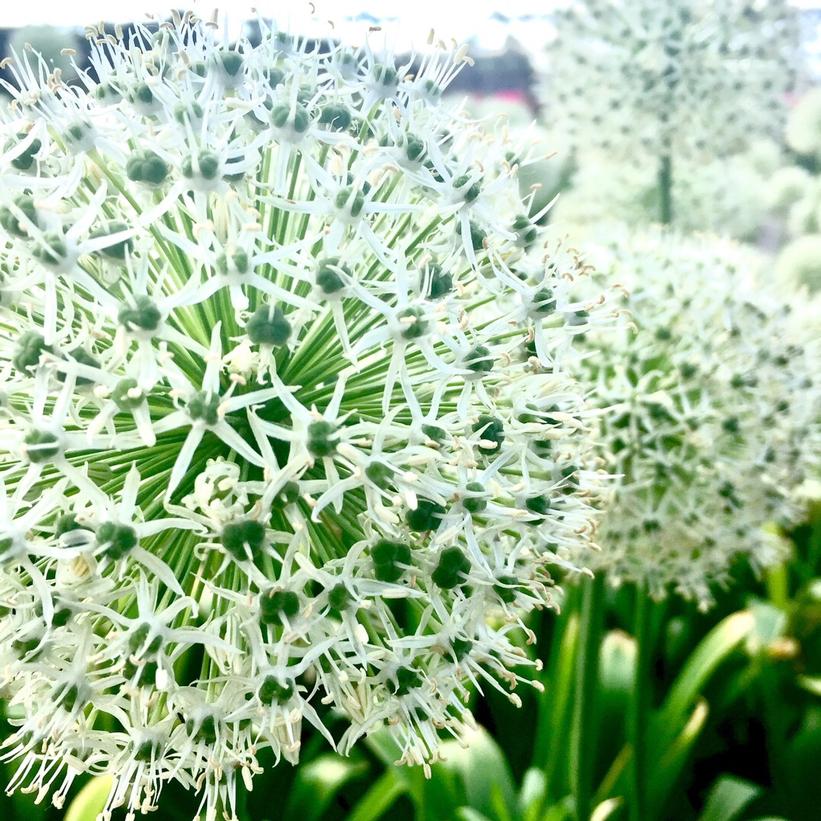 Mount Everest Ornamental Onion