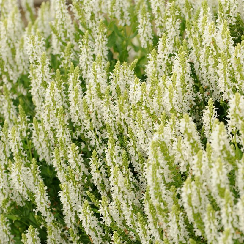 Snow Hill Sage, Garden Sage