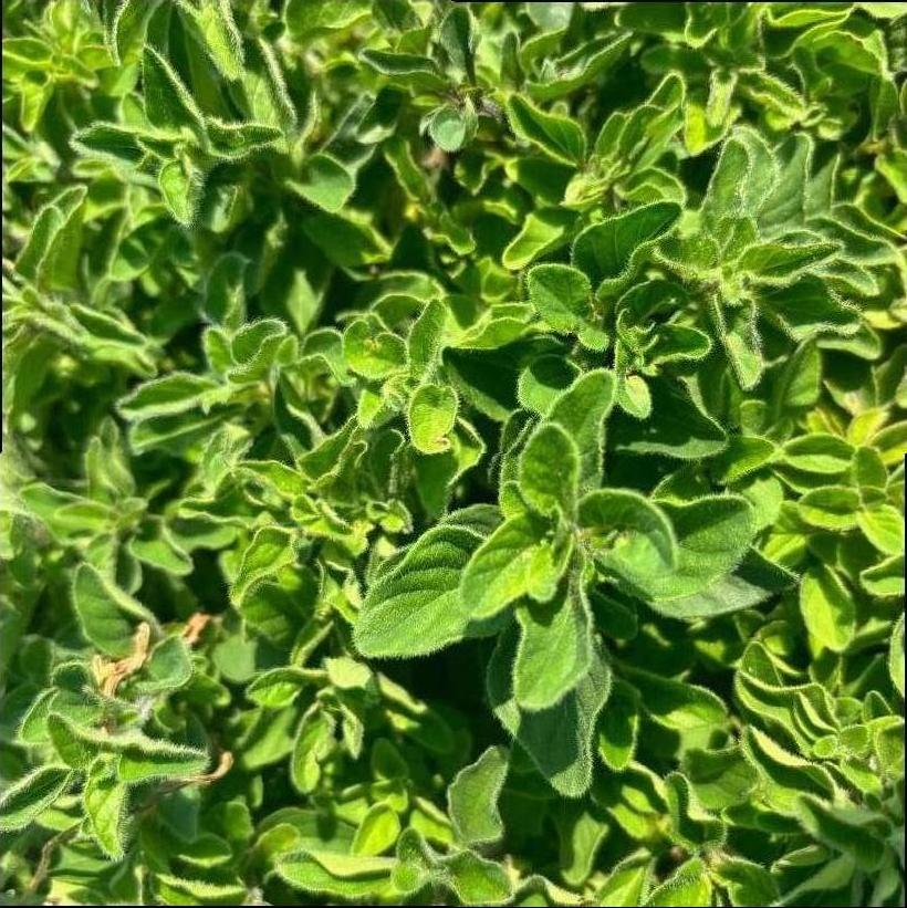 Greek Oregano - Origanum vulgare ssp. hirtum