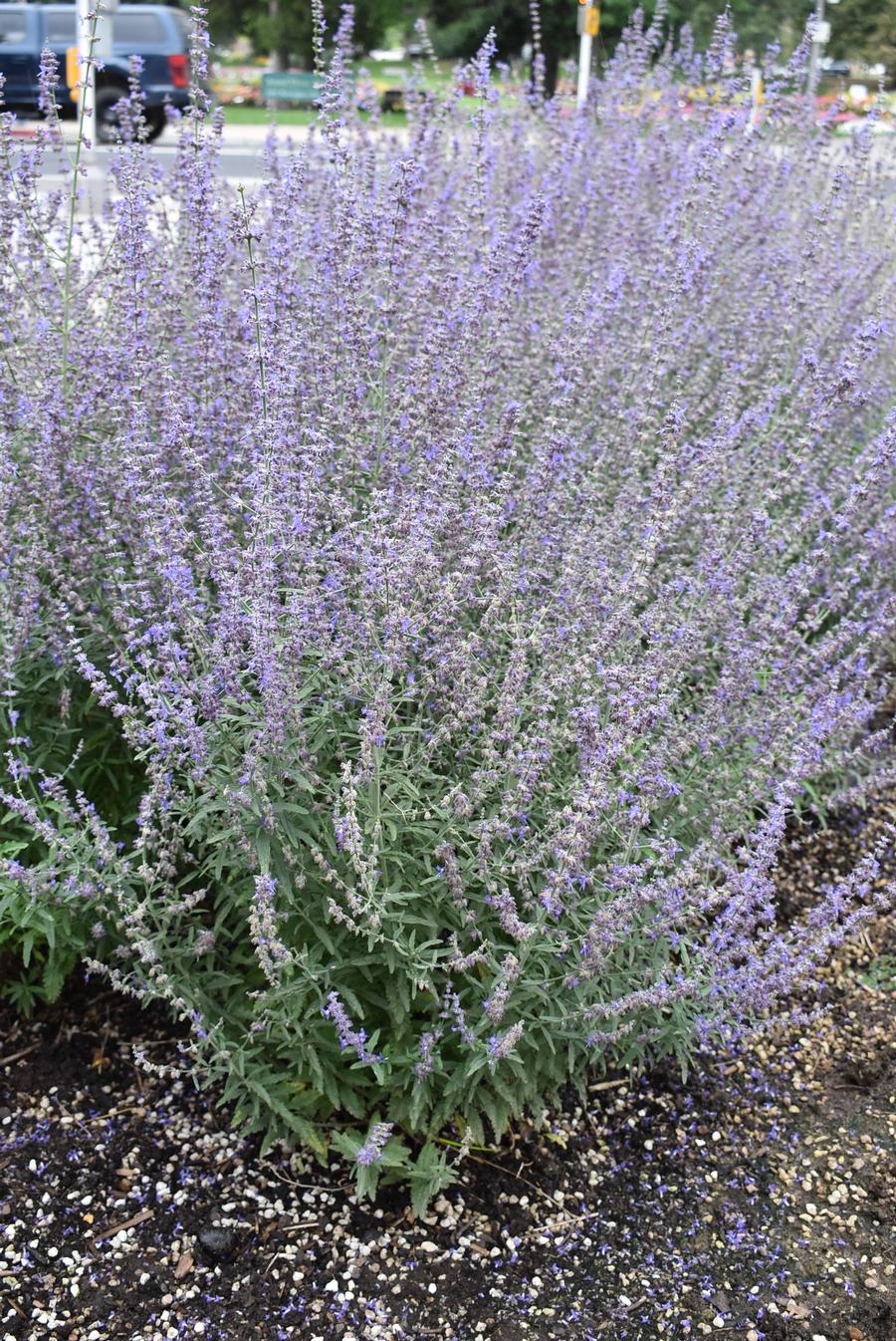 Jelena Russian Sage