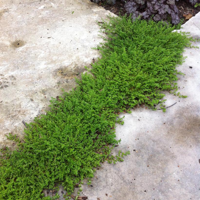 Rupturewort, Green Carpet
