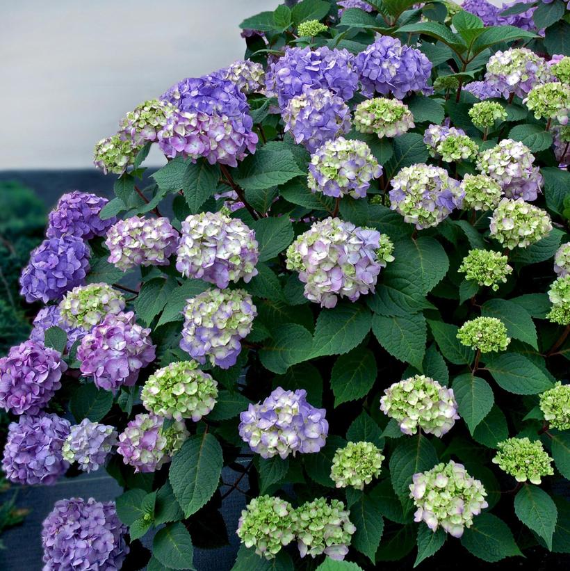 PIIHM-II Bloomstruck® Hydrangea