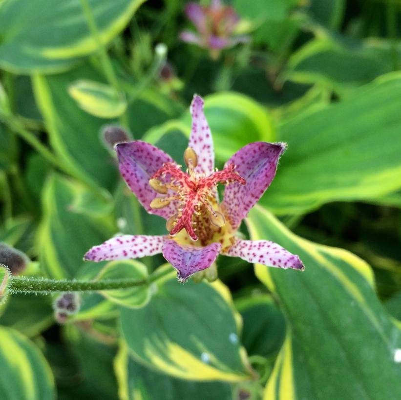 Autumn Glow Toad Lily