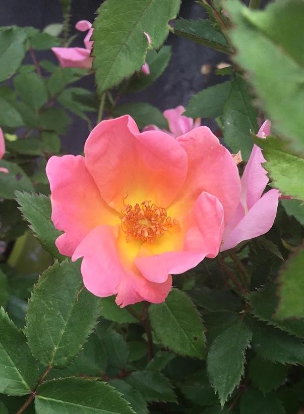 RADcor Rainbow Knock Out® Rose